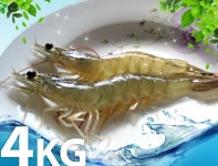 ::::: 친 환 경 새 우 농 장 ::::: | 새우, 건강한, 농장