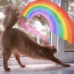 𝑺𝒐𝒎𝒂𝒍𝒊 𝑪𝒂𝒕𝒔 𝑪𝒂𝒕𝒕𝒆𝒓𝒚 в Instagram: «Good morning ☀️ #강남고양이분양 #홍대고양이분양... 