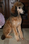 When did i start thinking they were cute??sable standard poodle | 강아지