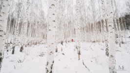 Journey to the Fairytale - Inje Birch Tree Forest 인제 자작나무숲 | 자연 사진, 자작나무, 겨울