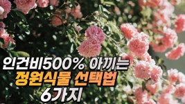 Pin by 조경희 on 화초키우기 in 2022