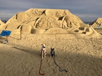해운대도그워커  도그워커  dogwalking   dogwalkerlife  dogwalkersofinstagram   packwalk   doggi… | Monument valley, Natural... 