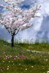 Fields of Spring | 자연, 꽃 나무, 풍경 사진