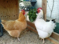 Brenda and Delilah eying their treats. | 닭장