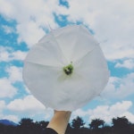 #함양서상 #영팜 #0farm #이름모를 #대왕꽃 #흰꽃 #꽃 #손바닥만한크기 #벌레쫓는식물 #이라들었는데 #아무효과없는듯” | 꽃