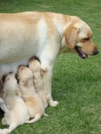 The dogs에 있는 Mauricio Mattos님의 핀