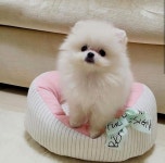 Cute에 있는 UEMURA KAZUYO님의 핀 | 귀여운 아기 동물, 귀여운 강아지 사진, 강아지