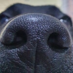 #boopmynose #labradorretriever #dogstagram #dognose #개스타그램 #멍스타그램 #댕댕이 #dog... | Cute dogs, Labrador, Dogs