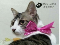 건방진 고양이 까비 | 고양이
