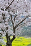 Spring in Namhae,South Korea | 야생 꽃, 꽃