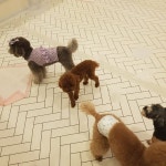 #꿈린놀이방  #       #dogkindergarten #꿈에개린 #꿈린 #강남강아지호텔 #대형견호텔 #강남강아지유치원 #애견호텔 #애견유치원 #강아지호텔...