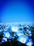 want to sleep there or read a book. spring | 푸른색 꽃, 꽃