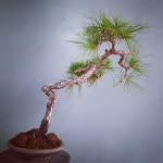 My Bonsai Diary에 있는 핀