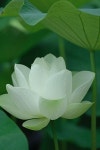 #lotus | 꽃 사진, 아름다운 꽃, 정원 가꾸기