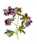 hellebore에 있는 Hannah님의 핀 | 식물 세밀화, 꽃, 식물