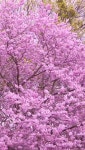 z.x B님의 季节따라 !