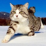 「고양이」おしゃれまとめの人気アイデア｜Pinterest｜멍멍 김 | 美しい猫, かわいい子猫, おもしろい猫