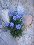 Polemonium viscosum. | 아름다운 꽃, 정원 가꾸기, 예쁜 꽃
