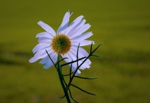 Pixabay의 무료 이미지 - 꽃, 초원, 가, 공장, 자연, 아름다움 | Image, Flowers, Dandelion
