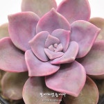 Gratopetalum Purple Delight | 꽃, 식물