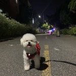 댕댕이 비숑스타그램  펫스타그램 개스타그램 fall bichonfrise bichon happylife  dog korea seoul instadai… | Animals, Instagram posts, Dogs