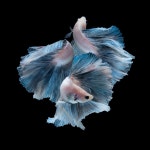 Angie by Jirawat Plekhongthu on 500px | 베타 열대어, 금붕어, 동물