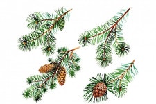 Pin by 소진 조 on Graphics and Fonts | Leaf drawing, Leaf art, Watercolor