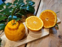 제이에프제주과일법인 | 꿀🍯한라봉🌿 & 레드향🍊 주문 받습니다♡ 제주와 닮은 과일🌿 한라봉입니다🍊작년 저희... - 2020 | 과일, 꿀, 건강한 꿀🍯한라봉...