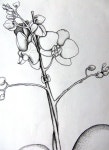 orchid drawing on Etsy | 연필
