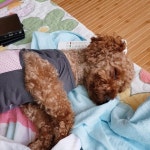 저리 눈도 못뜨고 잠든 보미 . . . . #푸들#푸들친구#말티즈친구#유기견사랑#푸들은사랑… | Maltese dogs, Maltese, Dogs