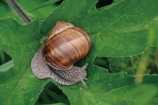 텃밭 준비부터 관리법까지! : 네이버 포스트 | Snail image, Snail