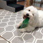제일 씐나   꼬똥드툴레아  꼬똥  꼬똥박하 꼬똥켄넬 cotondetuléar cottondetulear lovemydog 펫스타그램 개스타그램 반려견... 