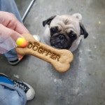 독퍼는 또요꺼~~😍  퍼그  퍼그홀릭  pug  puglife  pugstagram  dogstagram  멍스타그램  반려견  독퍼 | Pugs, Instagram posts... 