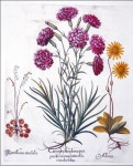 botanical prints에 있는 Sunju Choe님의 핀