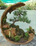 Pin by 분재 임 on Bonsai in 2022 | Plants, Bonsai, Planters