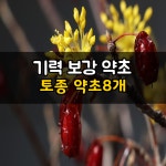 기력을 보강해주는 토종 약초 8 | 약초, 관절염, 당뇨병