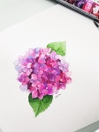 ♧수채일러스트♧《대전》 수국 그려보기 : 네이버 블로그 | 수국