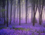 Blue Bells in the wood  :) | 배경, 풍경 그림, 풍경화