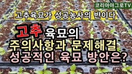 고추 육묘시 주의사항과 성공적인 고추 육묘를 위한 방안은? | 텃밭, 고추, 꽃