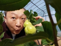 간만에 어머니 생신도 있어서 당진 농장에 내려왔어요   저희 농장도 그전까진 무화과를 재배했지만 이젠 경쟁력도 없고 해서 요즘 대새인 황실왕... 
