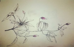 #으아리 #클레마티스 #으아리꽃 #연필스케치 #꽃그림 #일상스타그램 #취미스타그램 #sketching #embroiderydesign | 그리기 아이디어, 잉크... 