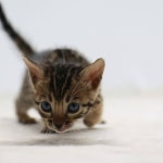 실버뱅갈고양이 #고양이분양 #뱅갈고양이캐터리 #미파캐터리 #뱅갈고양이분양 #블루뱅갈고양이 #냥스타그램 #고양… | 고양이, 동물