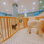 #꿈린놀이방  #       #dogkindergarten #꿈에개린 #꿈린 #강남강아지호텔 #대형견호텔 #강남강아지유치원 #애견호텔 #애견유치원 #강아지호텔...