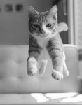 「냥이」おしゃれまとめの人気アイデア｜Pinterest｜욱 송 | にゃんこ