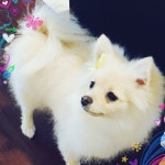 Puppy에 있는 Jfd Zpijfd님의 핀