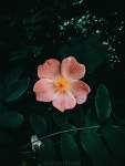 OGQ(오지큐) | 배경화면