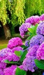 Hydrangea...에 있는 Caro Iglesias님의 핀 - 2020 | 수국 가든, 자연 사진, 꽃 사진