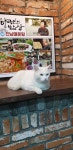 고양이에 있는 진남매운탕 김영희님의 핀 | 고양이