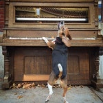 Everything Bagel the Beagle by Genève | 비글, 강아지
