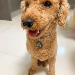 뿡이 새 인식표 샀그등요  #단풍이그램 #토이푸들 #푸들 #멈머 #애견 #푸들은사랑입니다 #댕댕이 #육견 #사랑 #개아들 #반려동물 #소형견... 